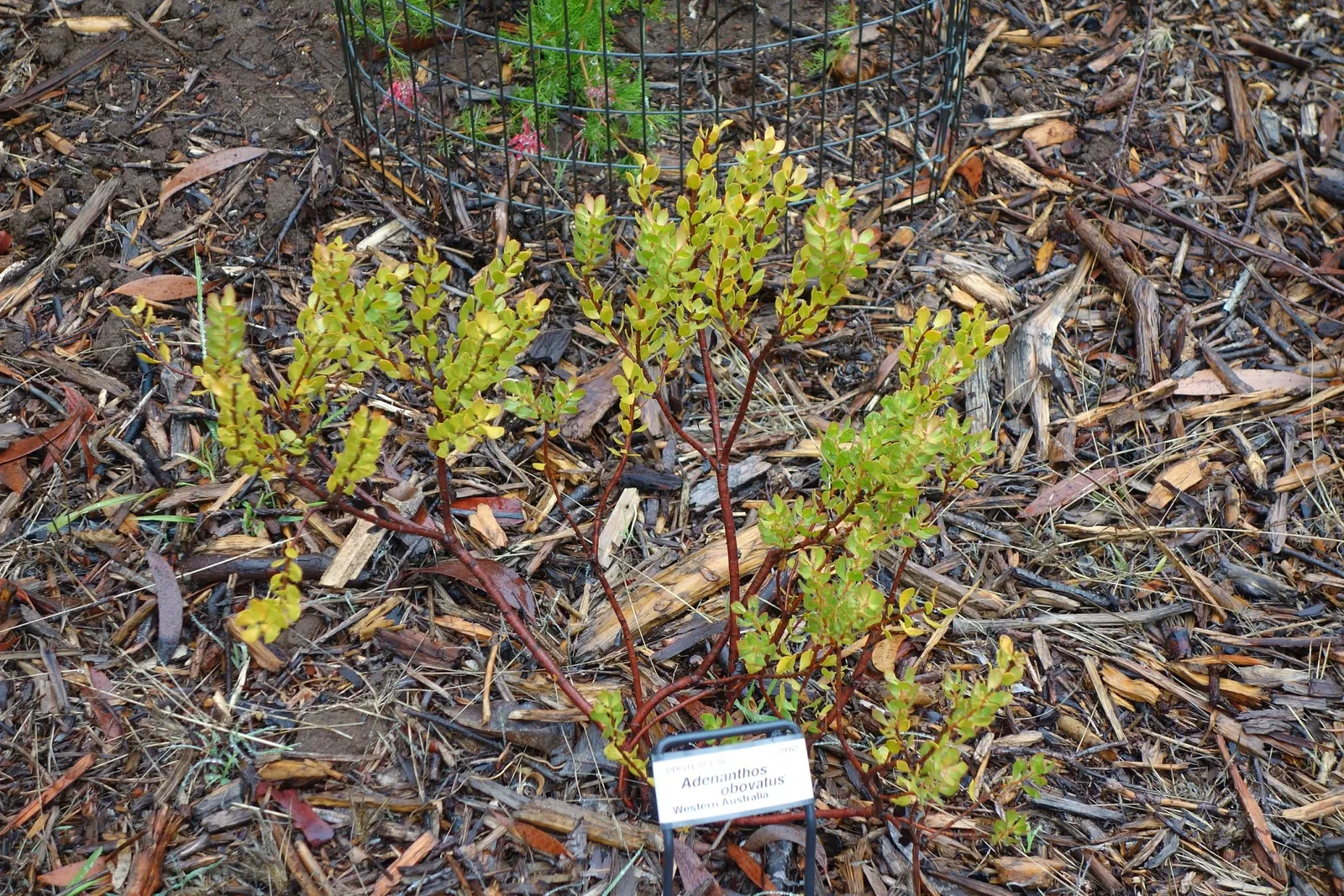 Arboreto de la Universidad de California, Campus de Santa Cruz
