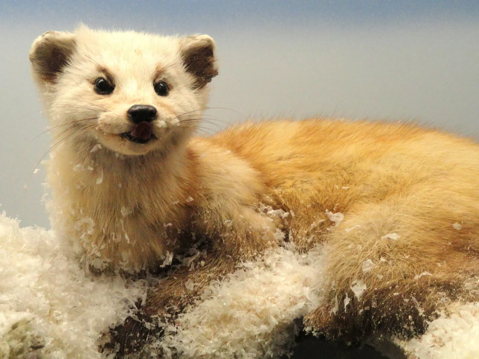 Museo de Ciencias de Springfield