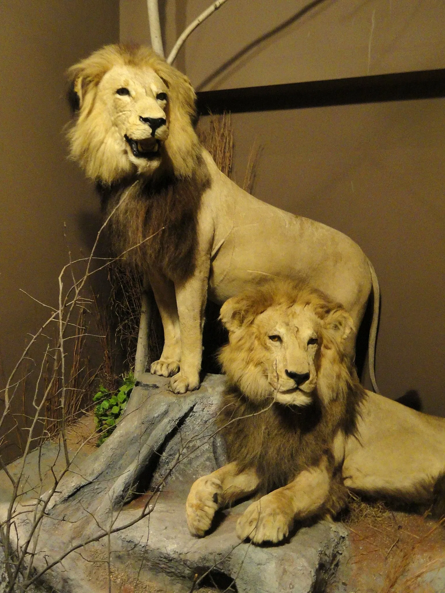 Springfield Science Museum