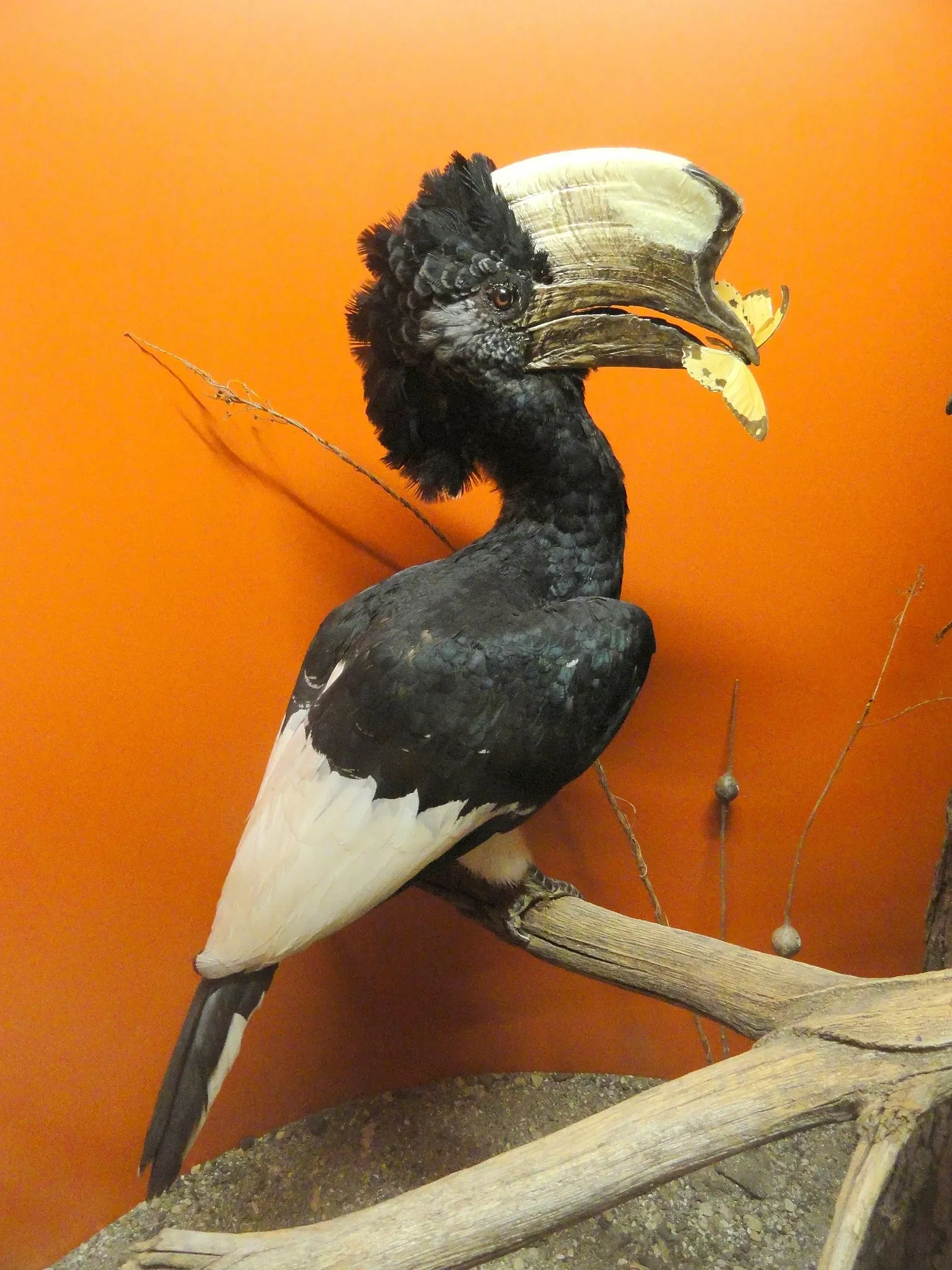 Museo de Ciencias de Springfield