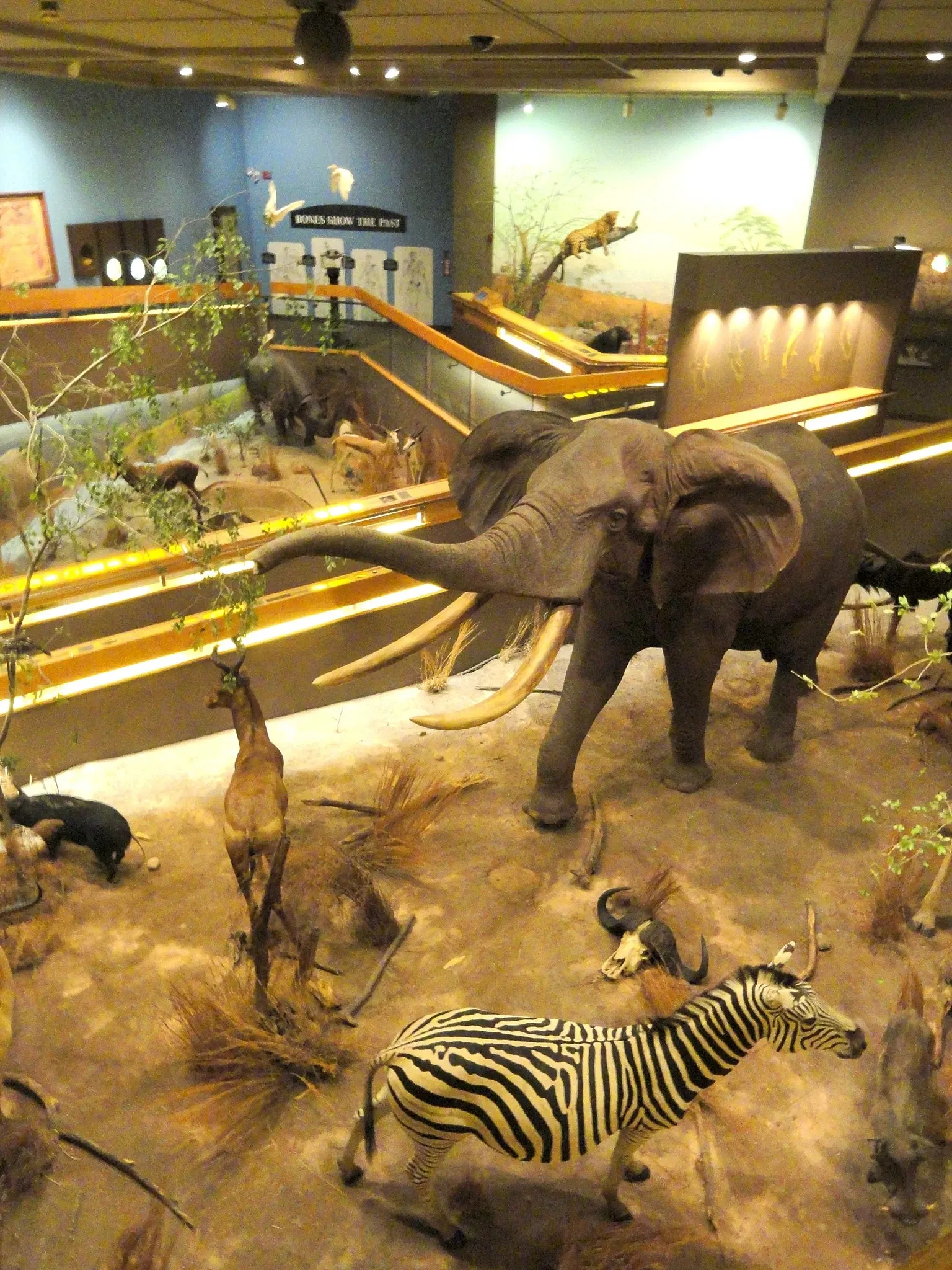 Springfield Science Museum