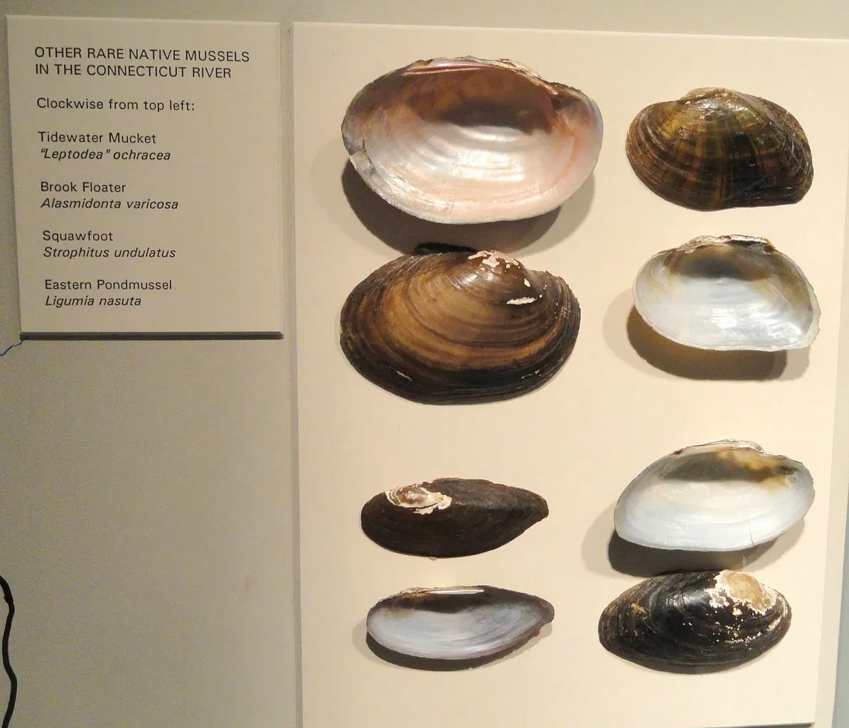 Museo de Ciencias de Springfield