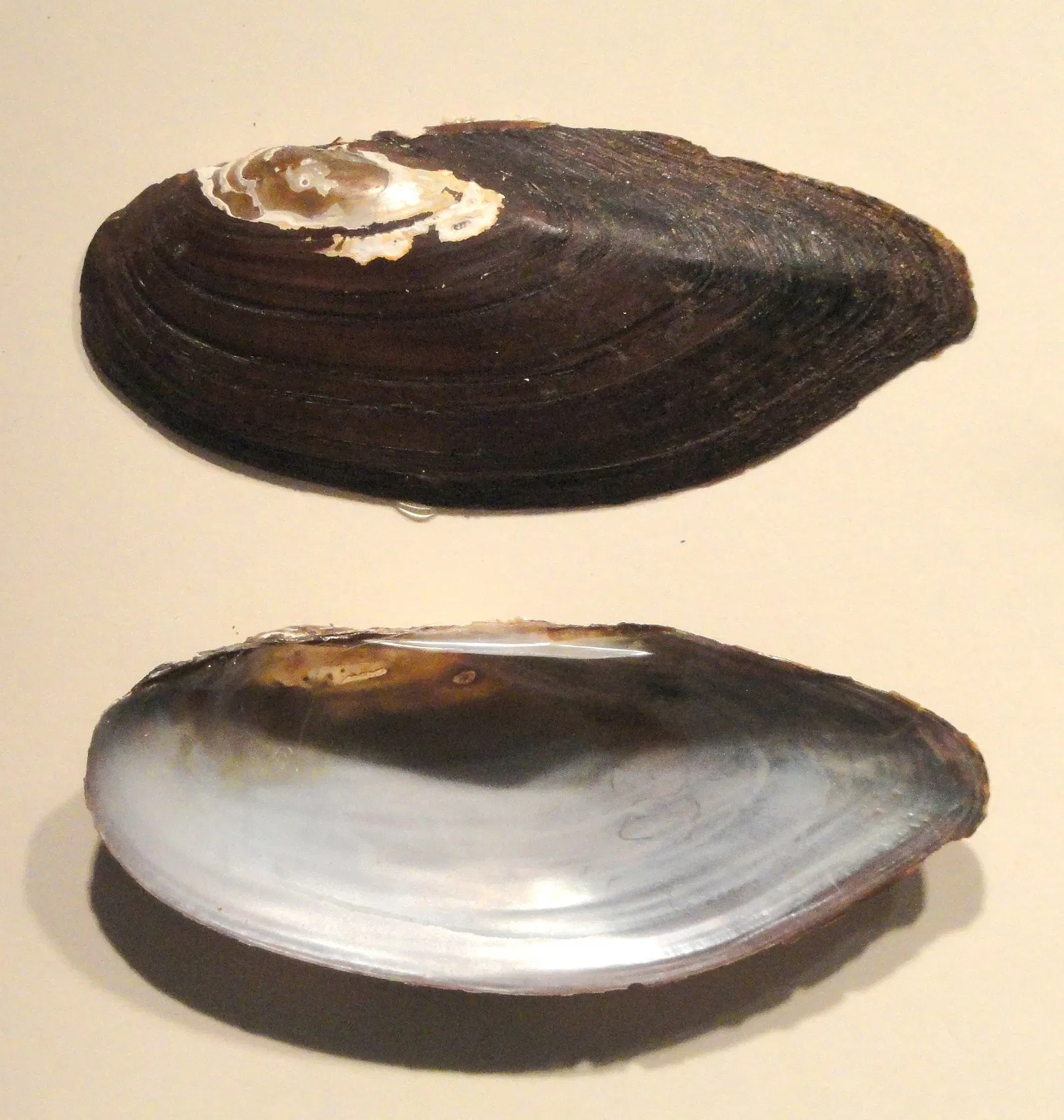 Museo de Ciencias de Springfield