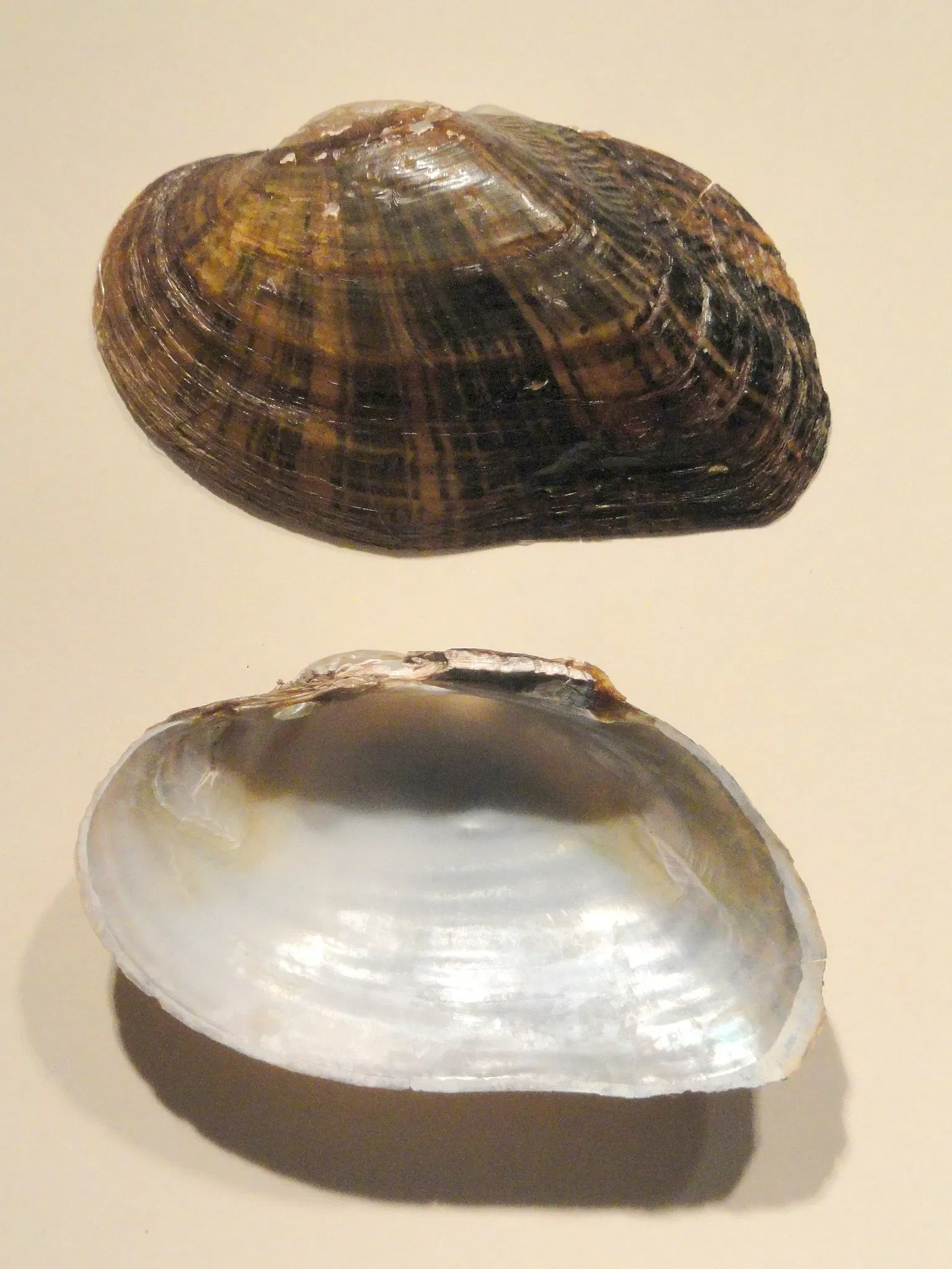 Springfield Science Museum