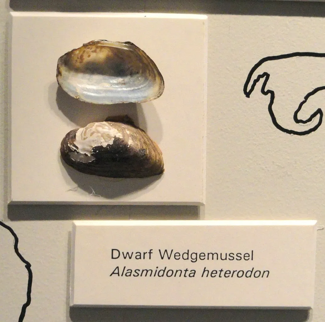 Springfield Science Museum