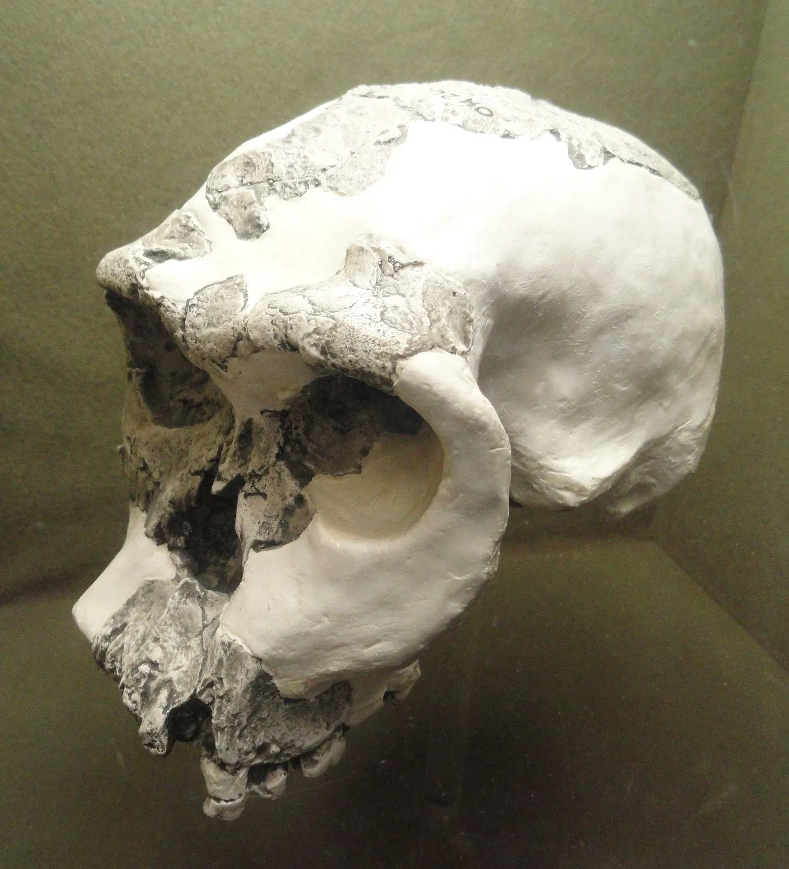 Springfield Science Museum