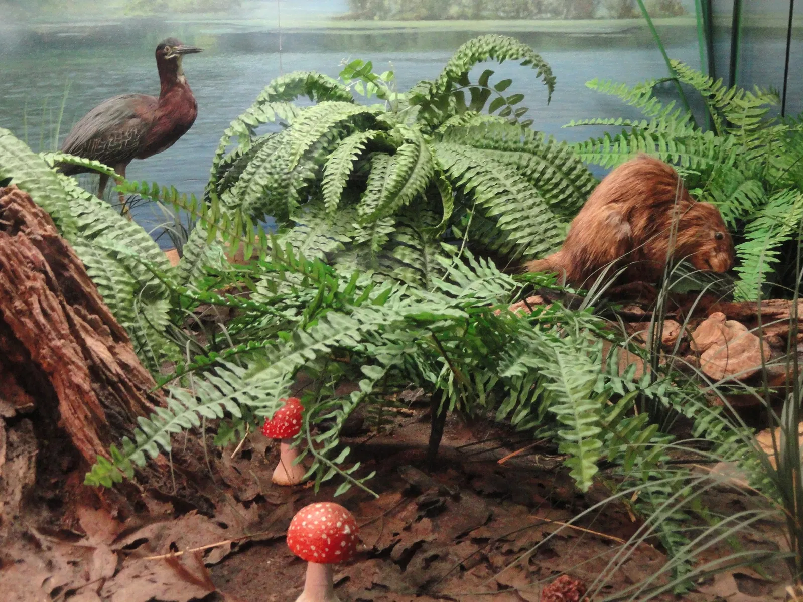 Museo de Ciencias de Springfield