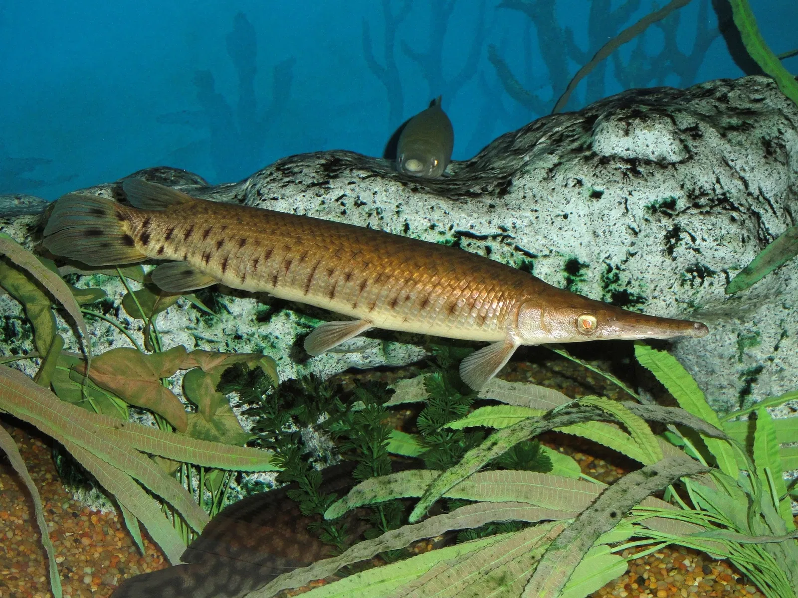 Springfield Science Museum