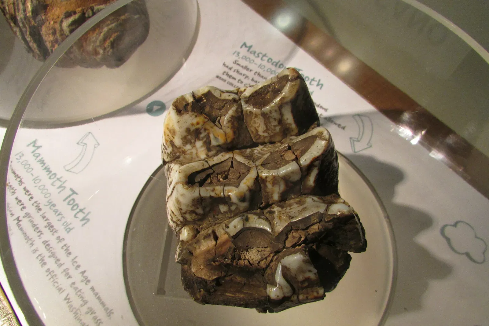 Washington State History Museum