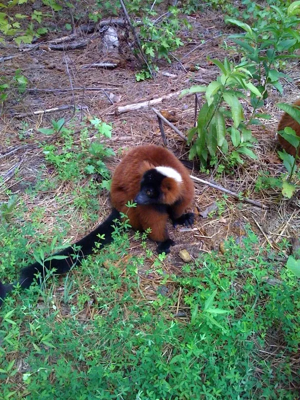 Duke Lemur Center