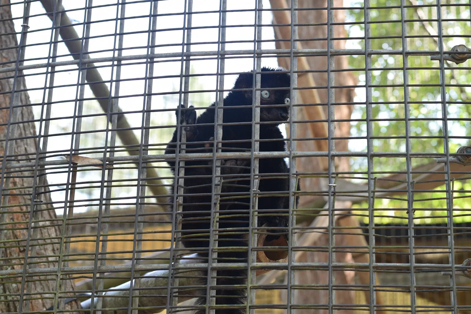 Duke Lemur Center