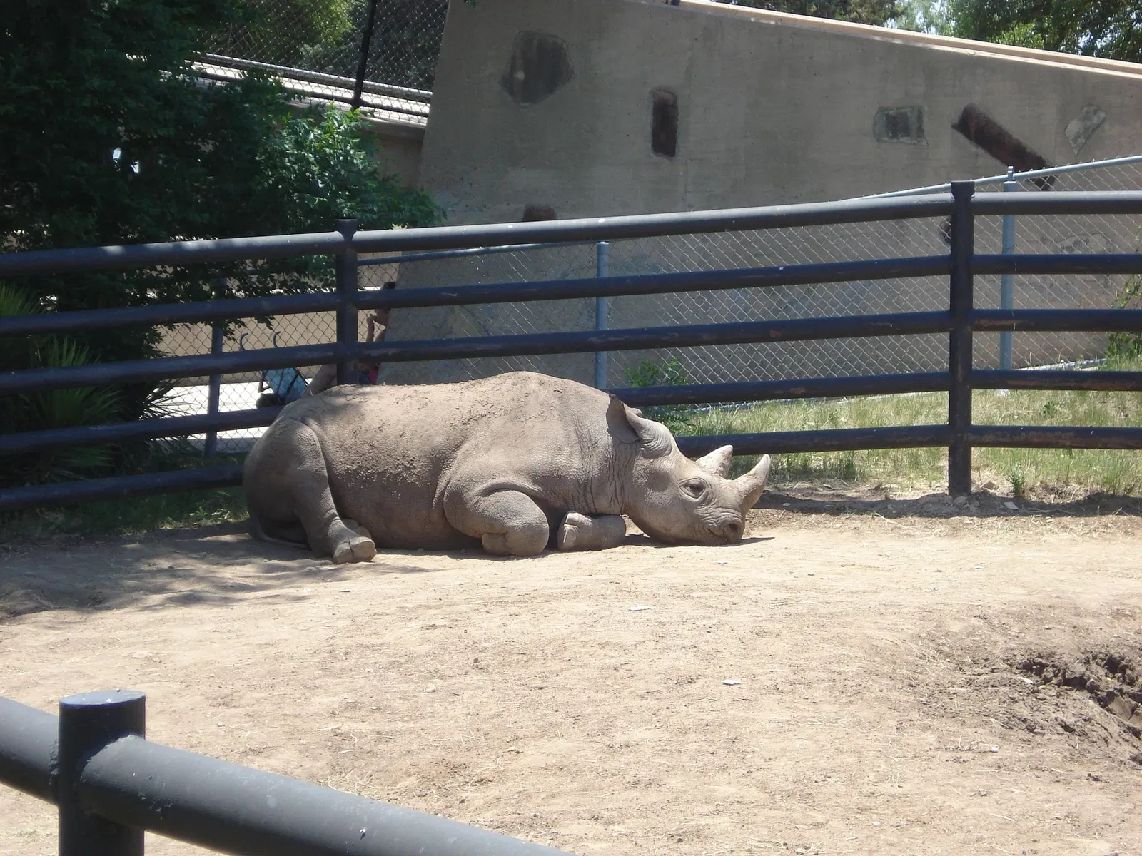 The Abilene Zoo