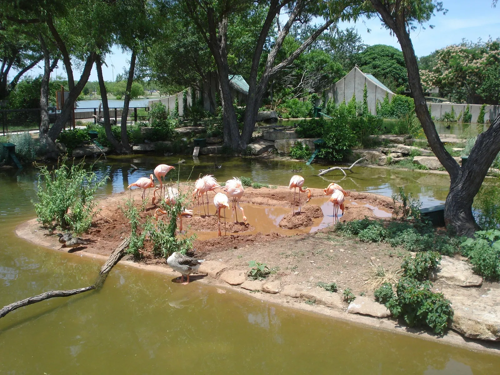 The Abilene Zoo