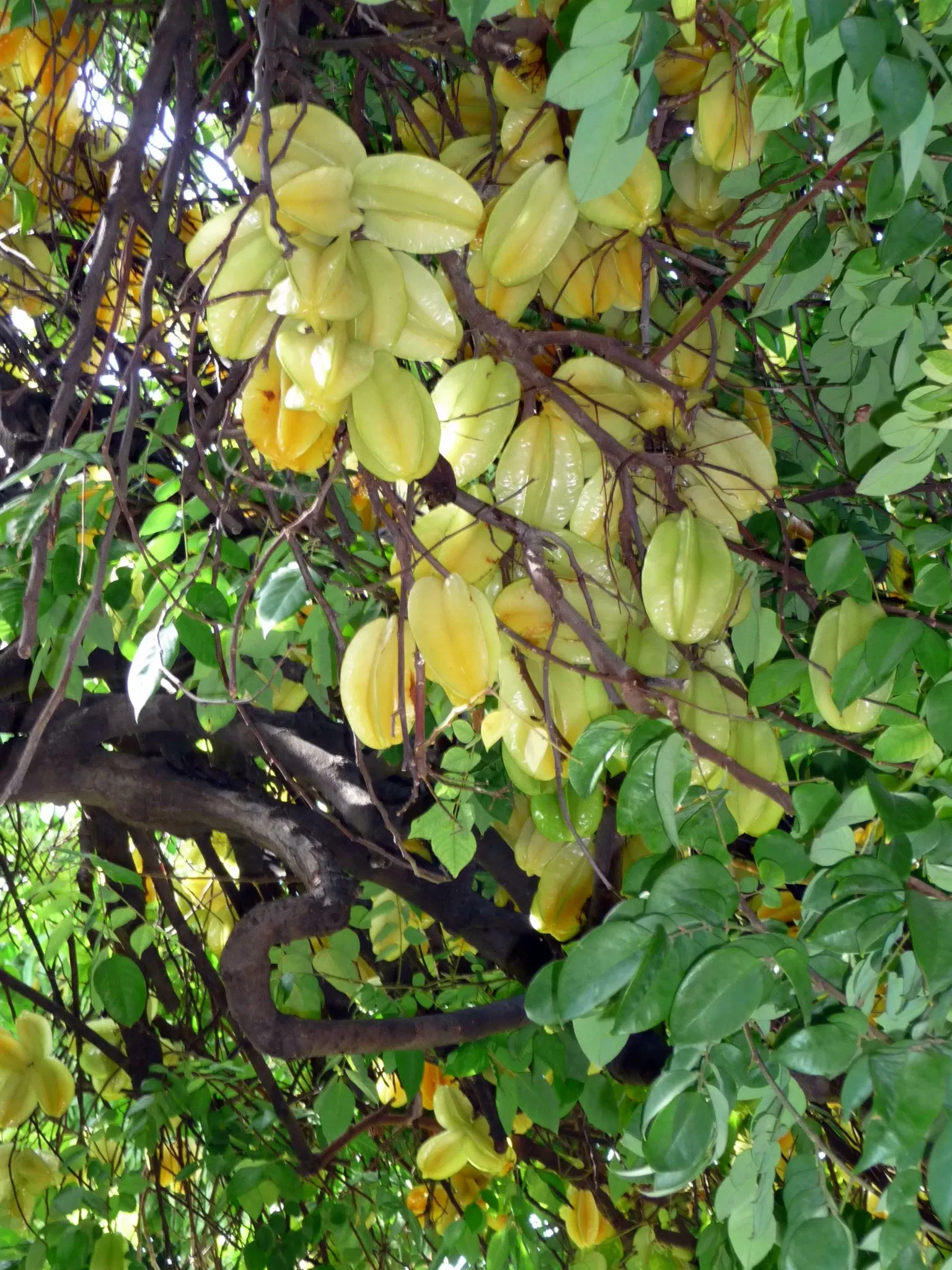 Wo Hing Temple Museum