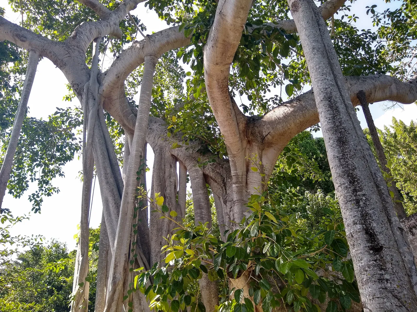 Vizcaya Museum and Gardens