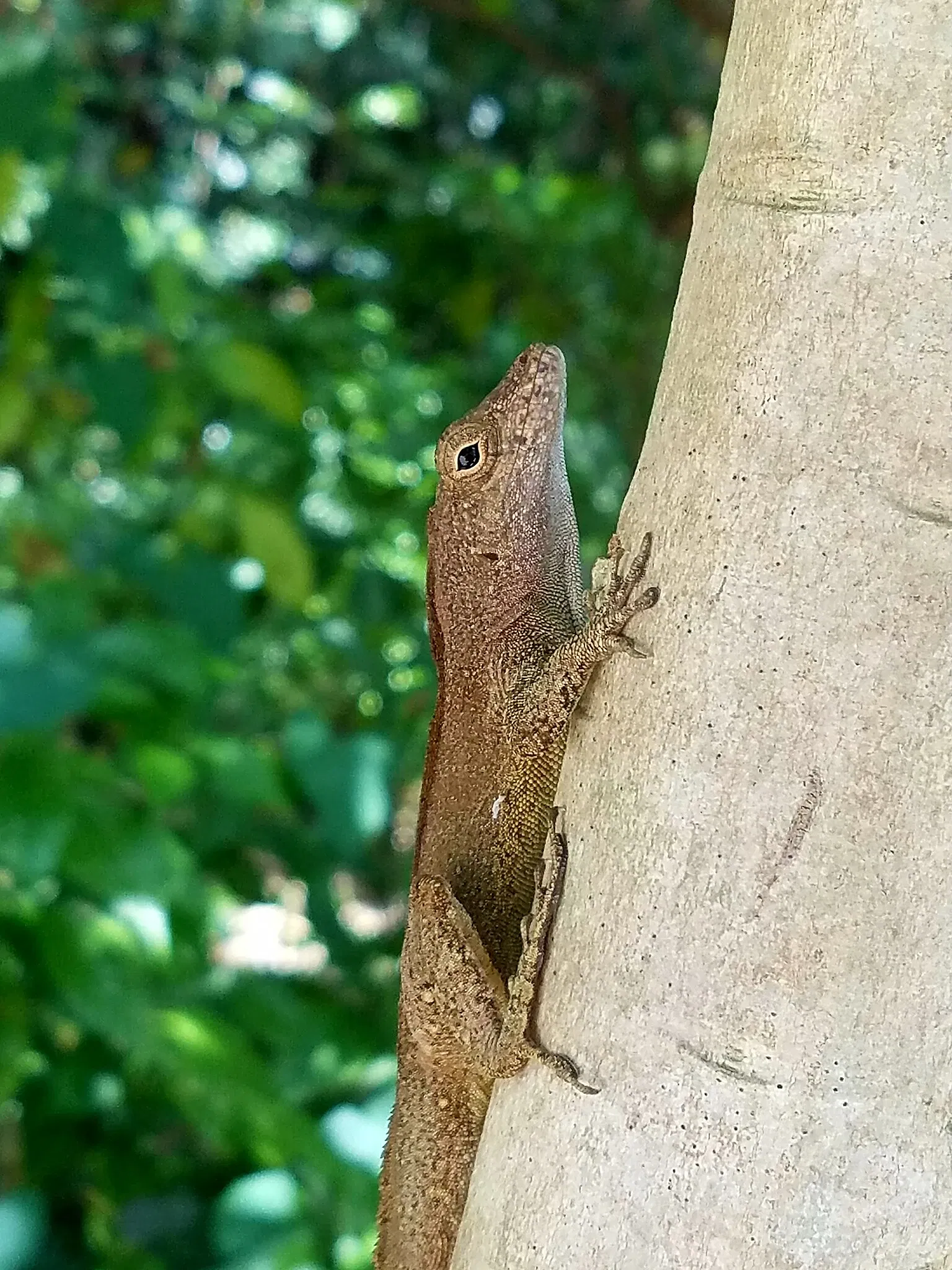 Vizcaya Museum and Gardens