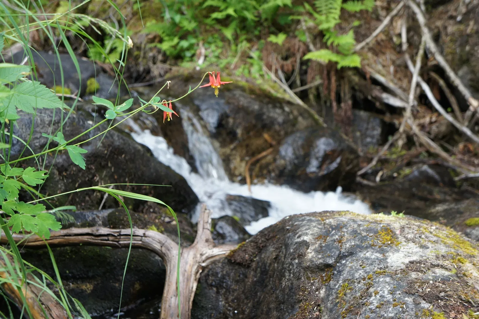 Parc historique national de la ruée vers l'or du Klondike