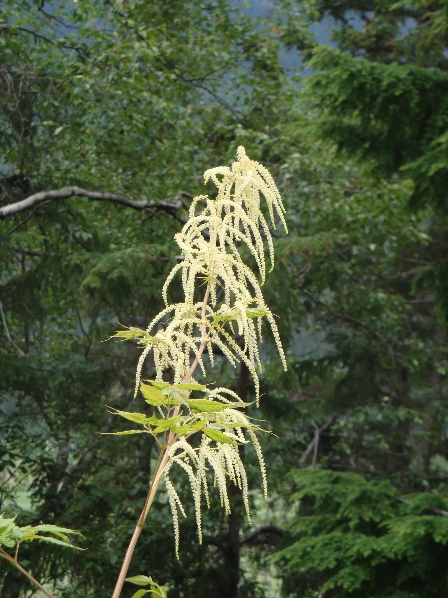 Klondike Gold Rush National Historical Park