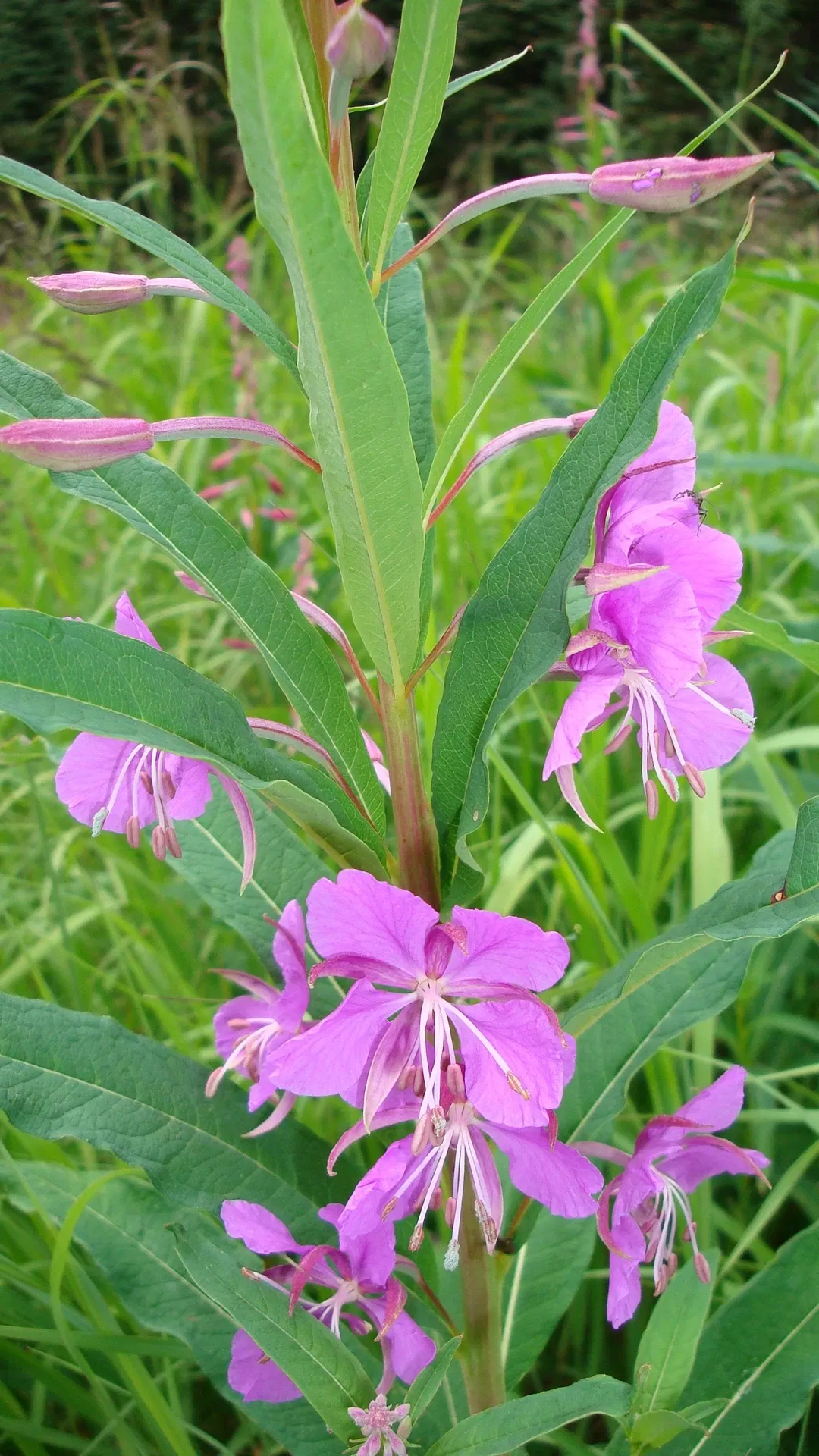 Klondike Gold Rush National Historical Park