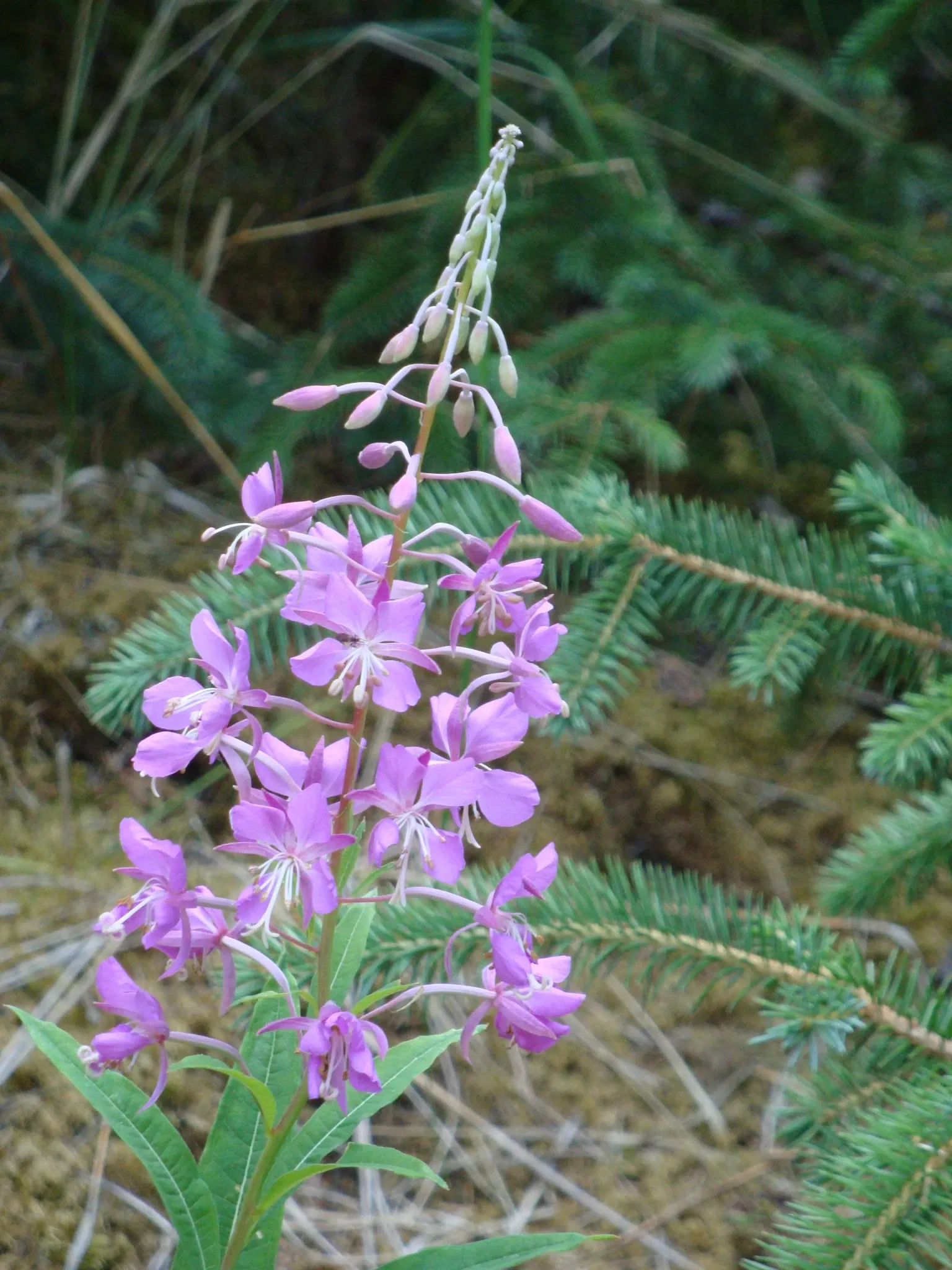 Klondike Gold Rush National Historical Park