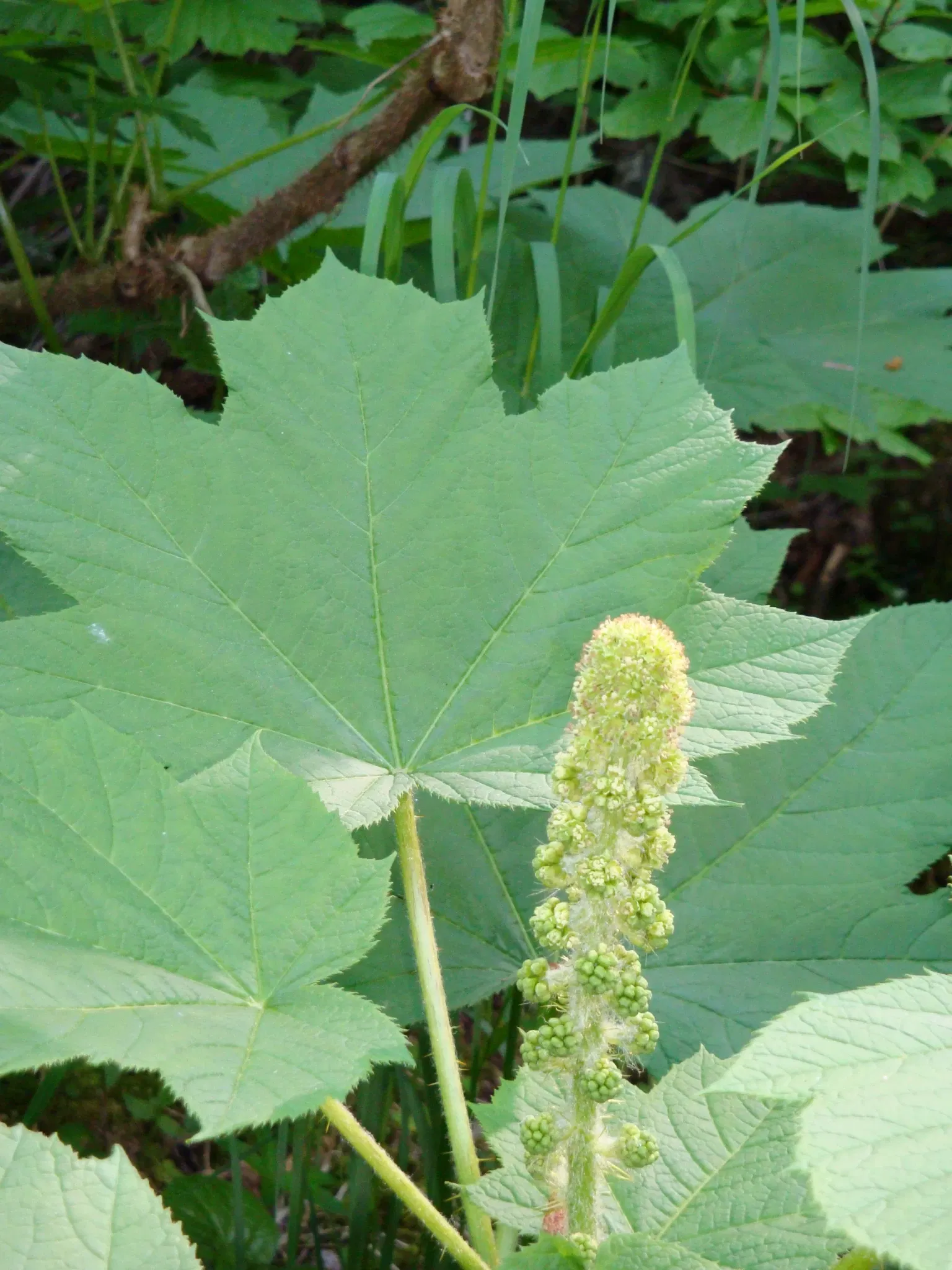 Klondike Gold Rush National Historical Park