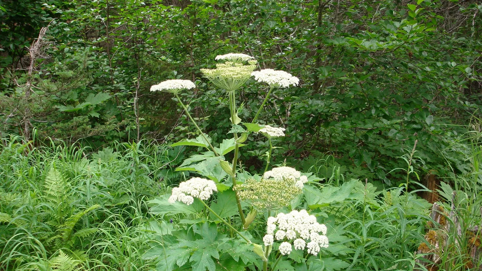 Klondike Gold Rush National Historical Park