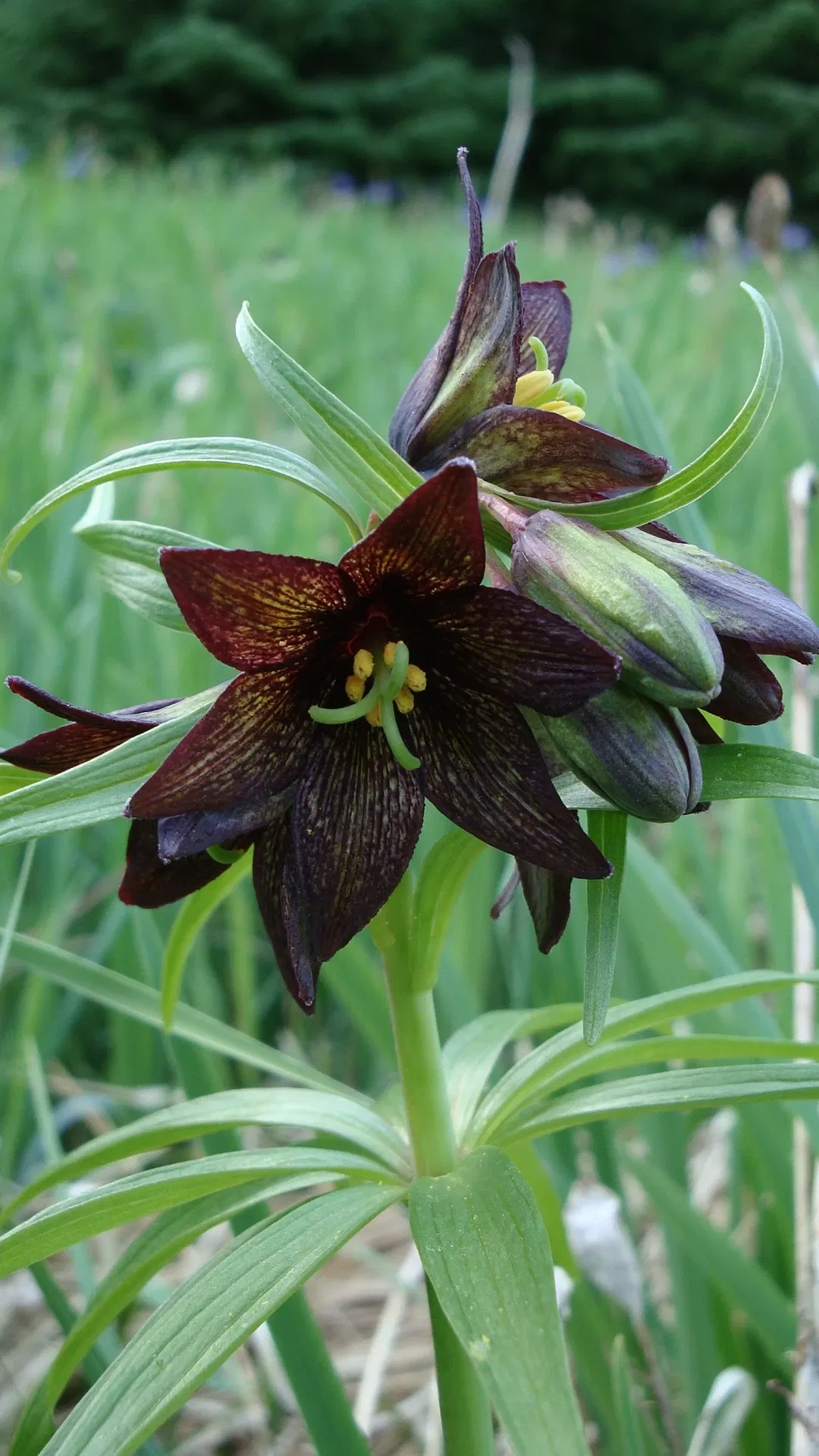 Parc historique national de la ruée vers l'or du Klondike