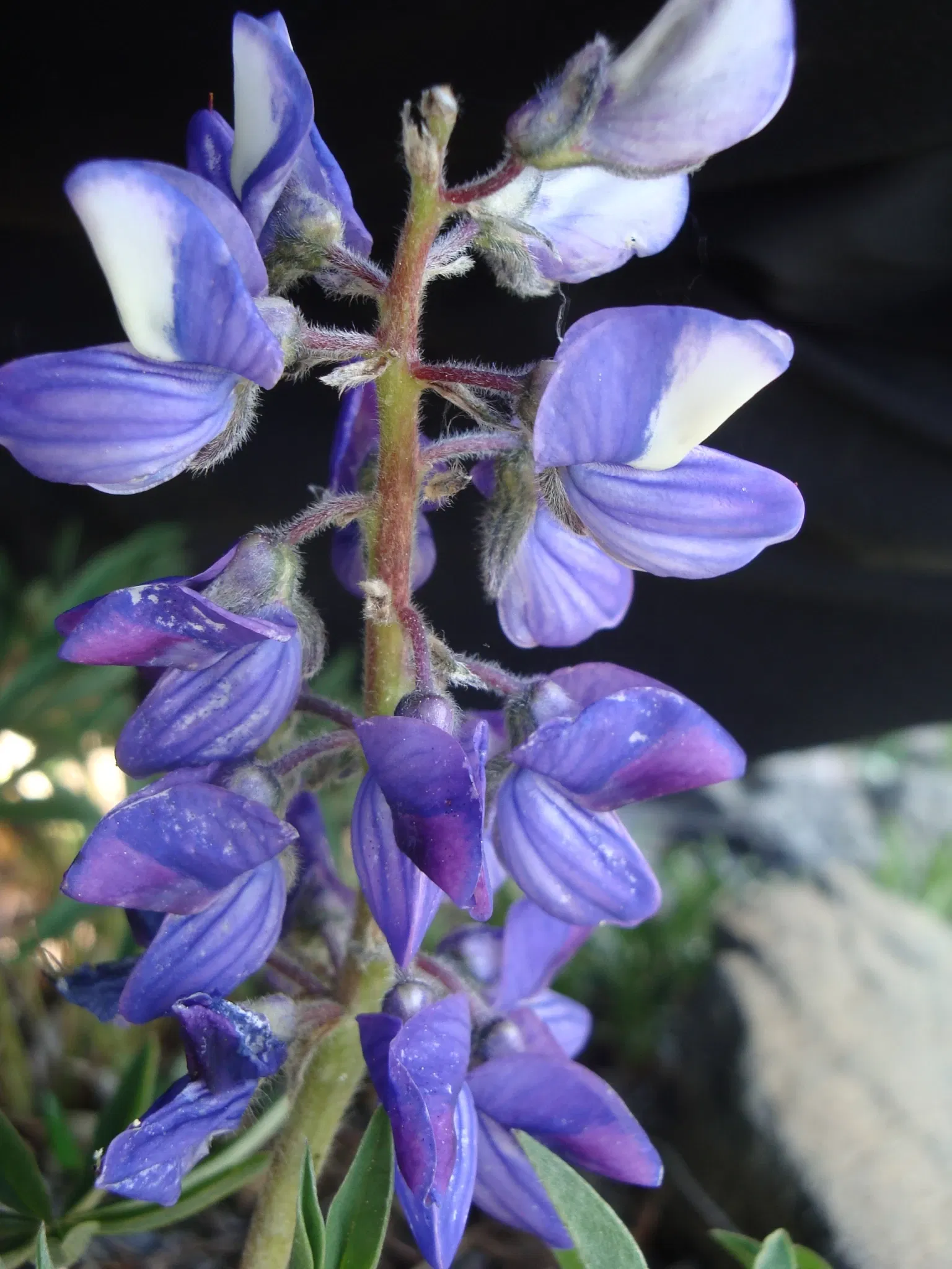 Parc historique national de la ruée vers l'or du Klondike