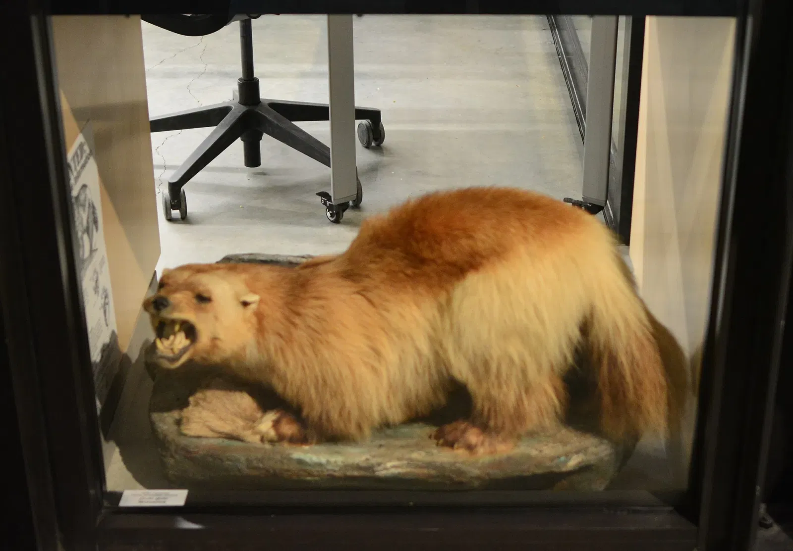 Burke Museum of Natural History and Culture