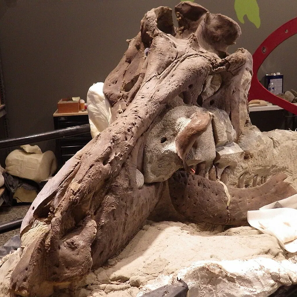 Burke Museum of Natural History and Culture