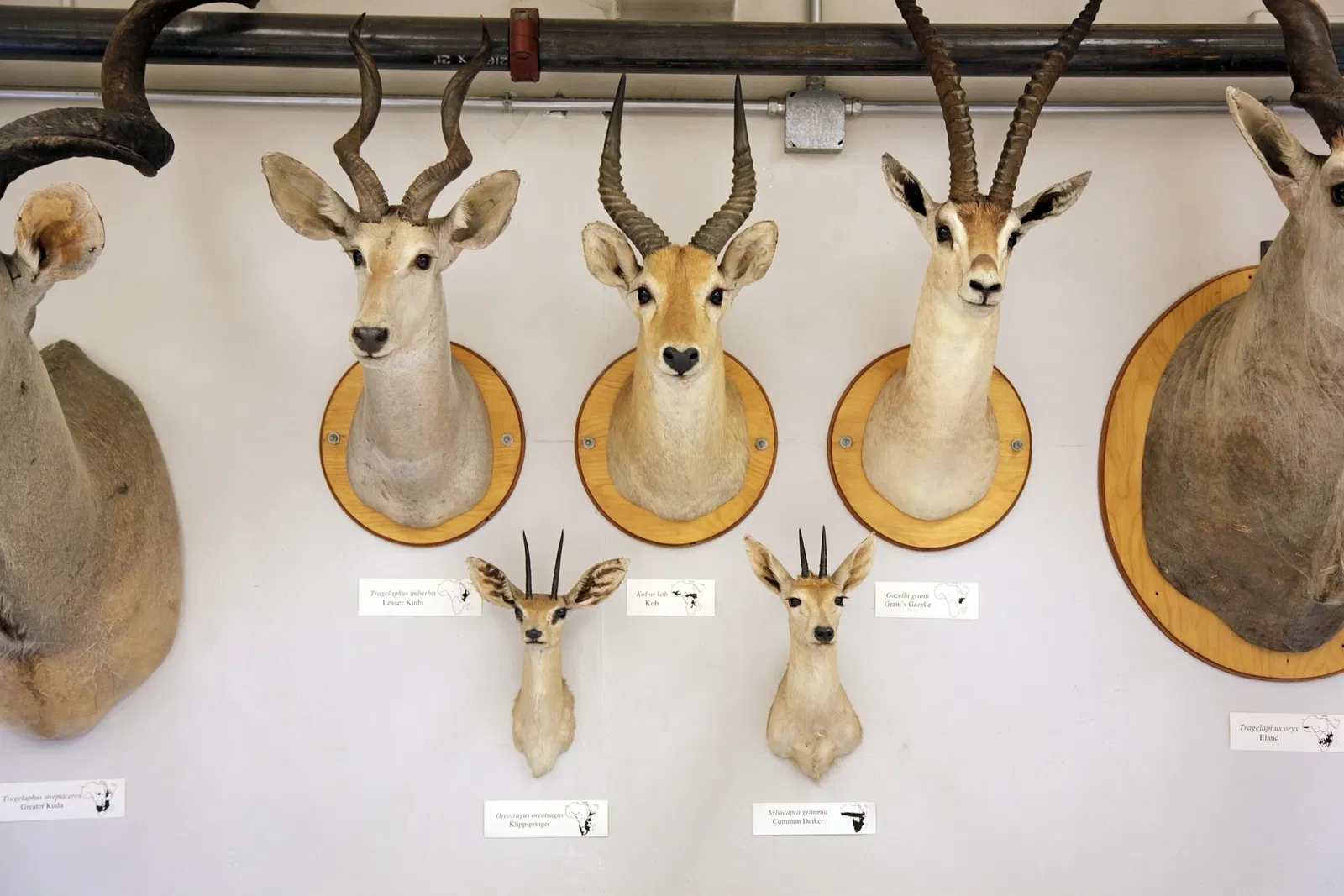 Musée Burke d'histoire naturelle et de culture