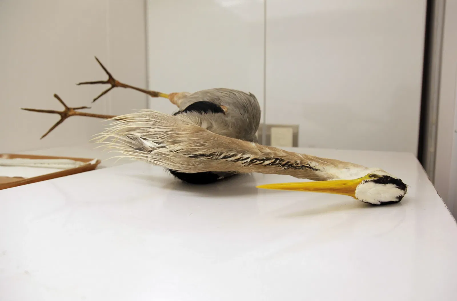 Burke Museum of Natural History and Culture