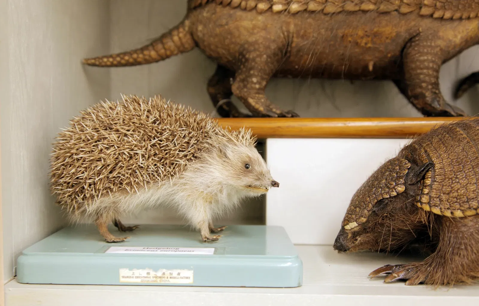 Burke Museum of Natural History and Culture