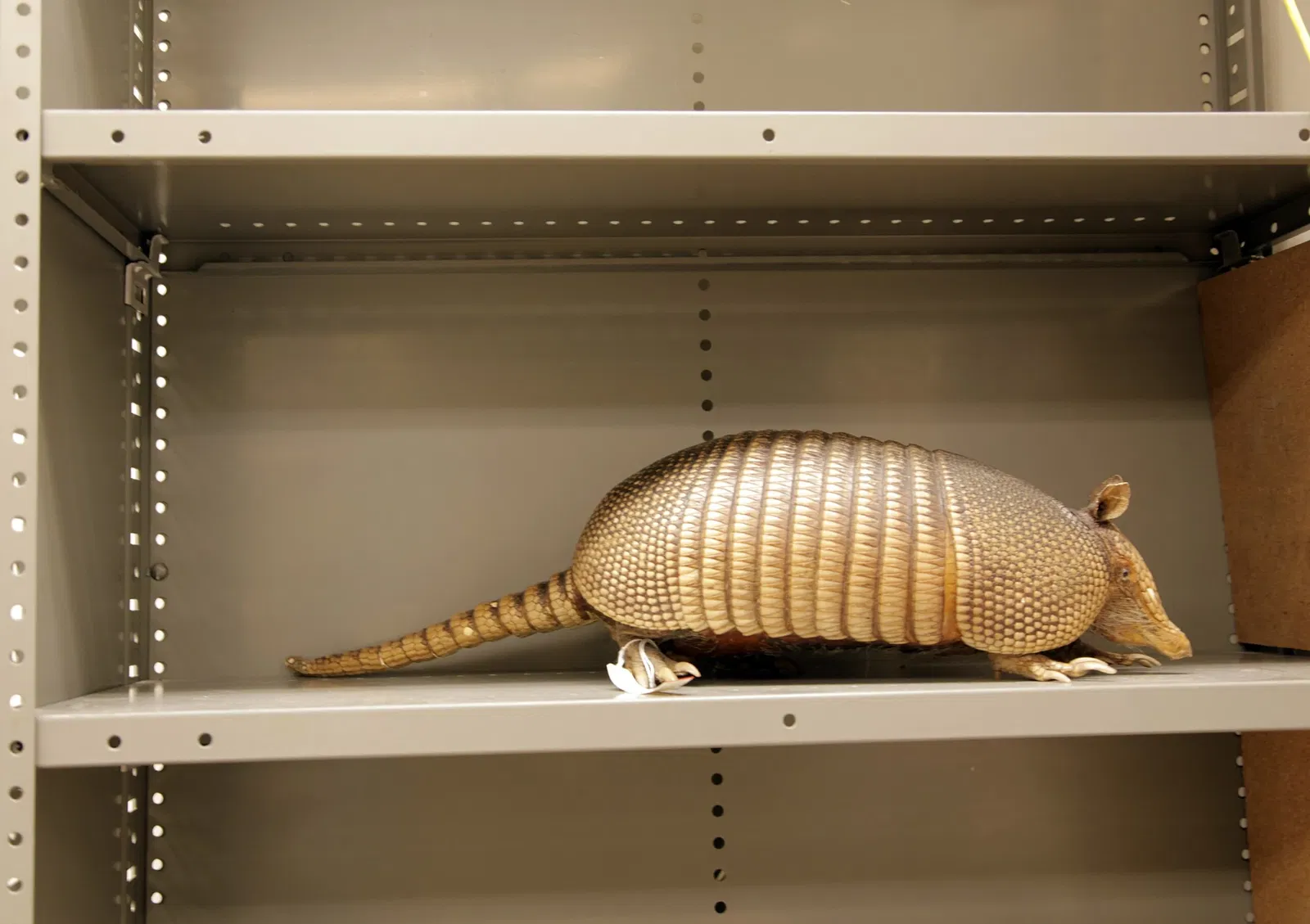 Musée Burke d'histoire naturelle et de culture