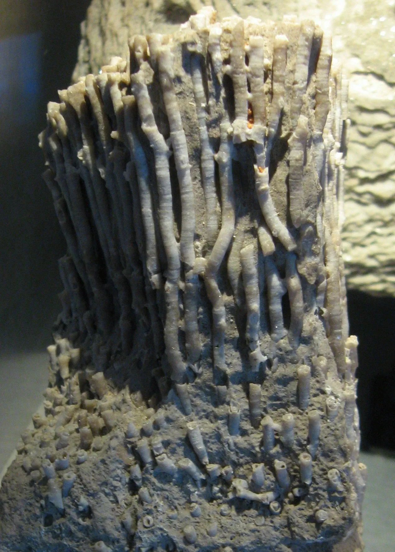 Burke Museum of Natural History and Culture