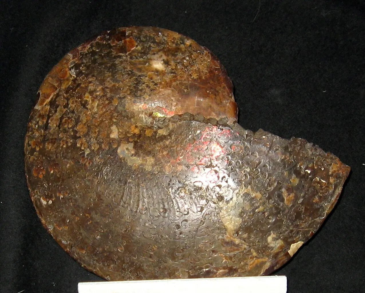 Burke Museum of Natural History and Culture