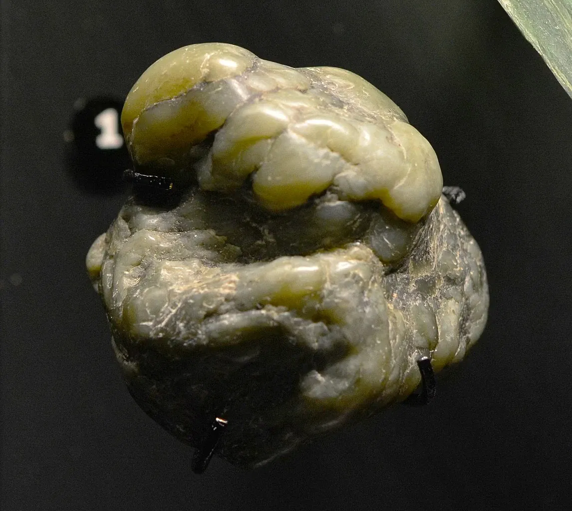 Musée Burke d'histoire naturelle et de culture