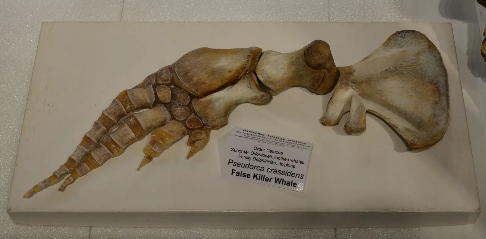 Burke Museum of Natural History and Culture