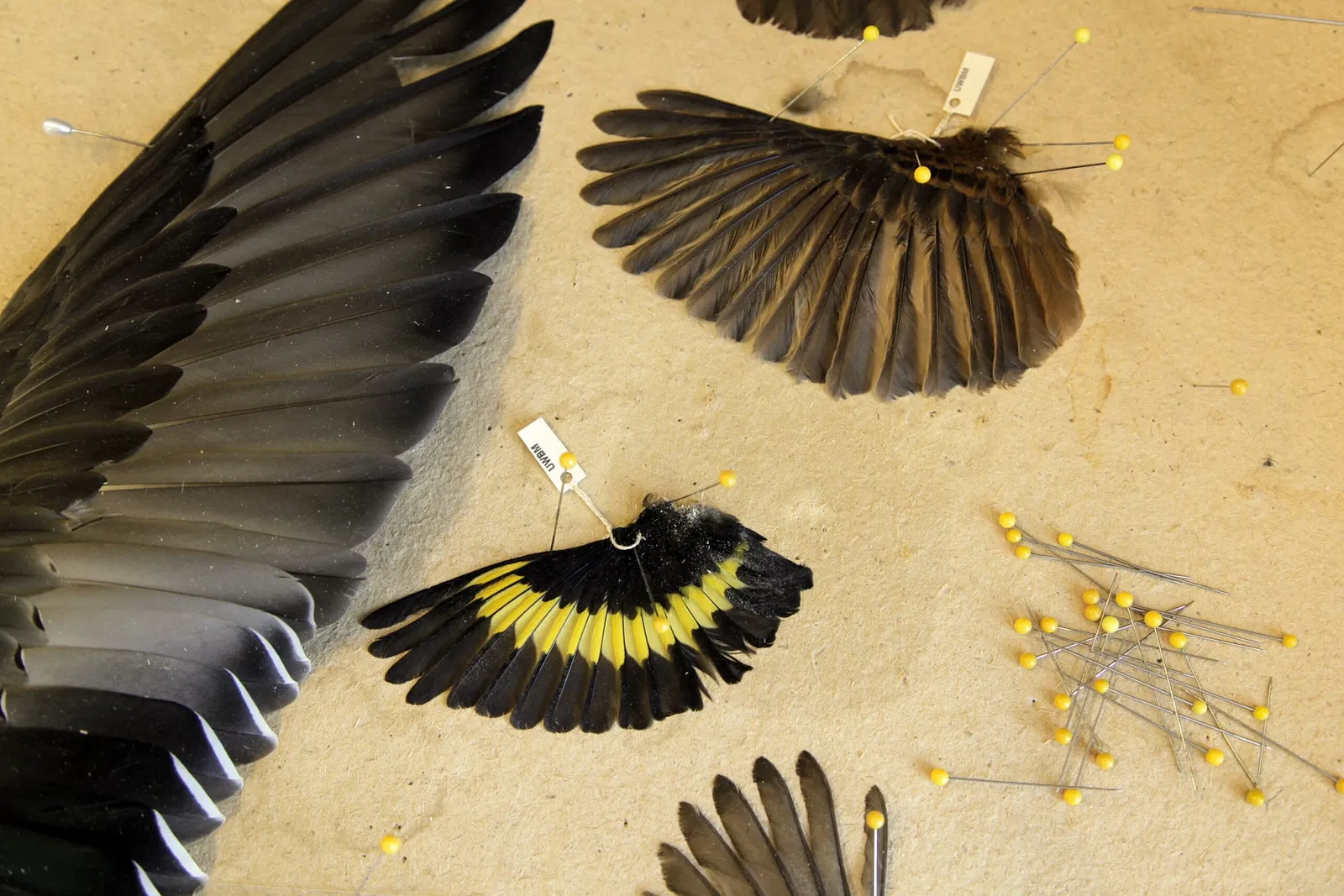 Burke Museum of Natural History and Culture