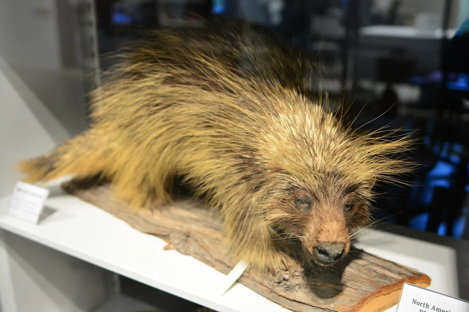 Burke Museum of Natural History and Culture