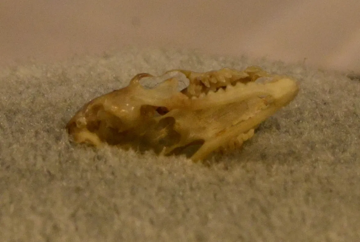 Burke Museum of Natural History and Culture