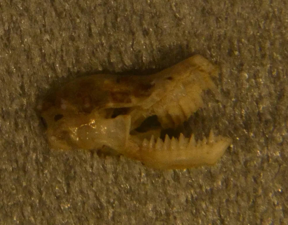 Burke Museum of Natural History and Culture