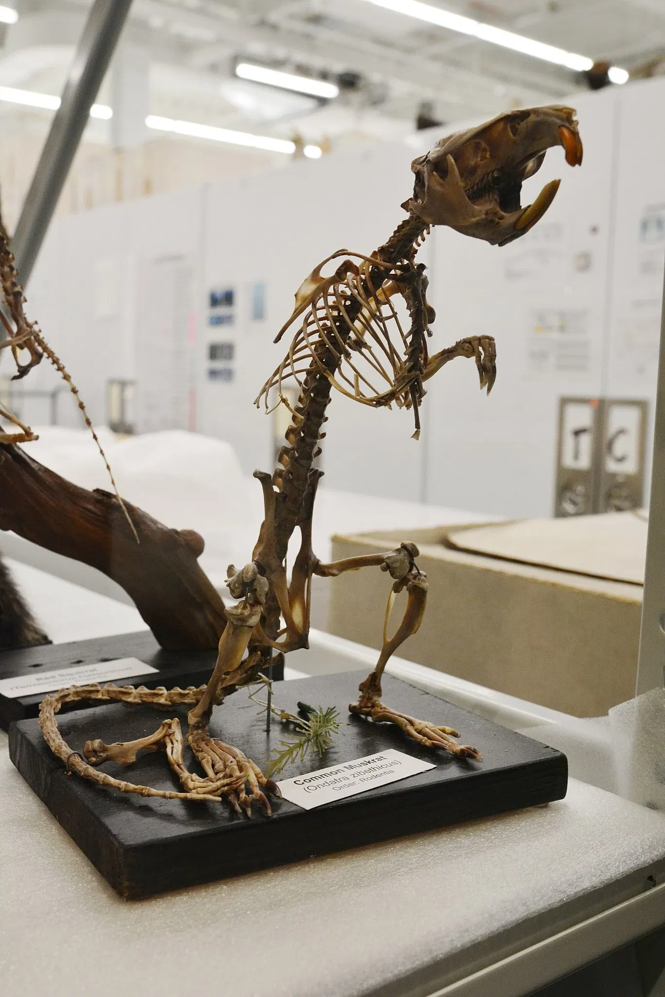 Burke Museum of Natural History and Culture