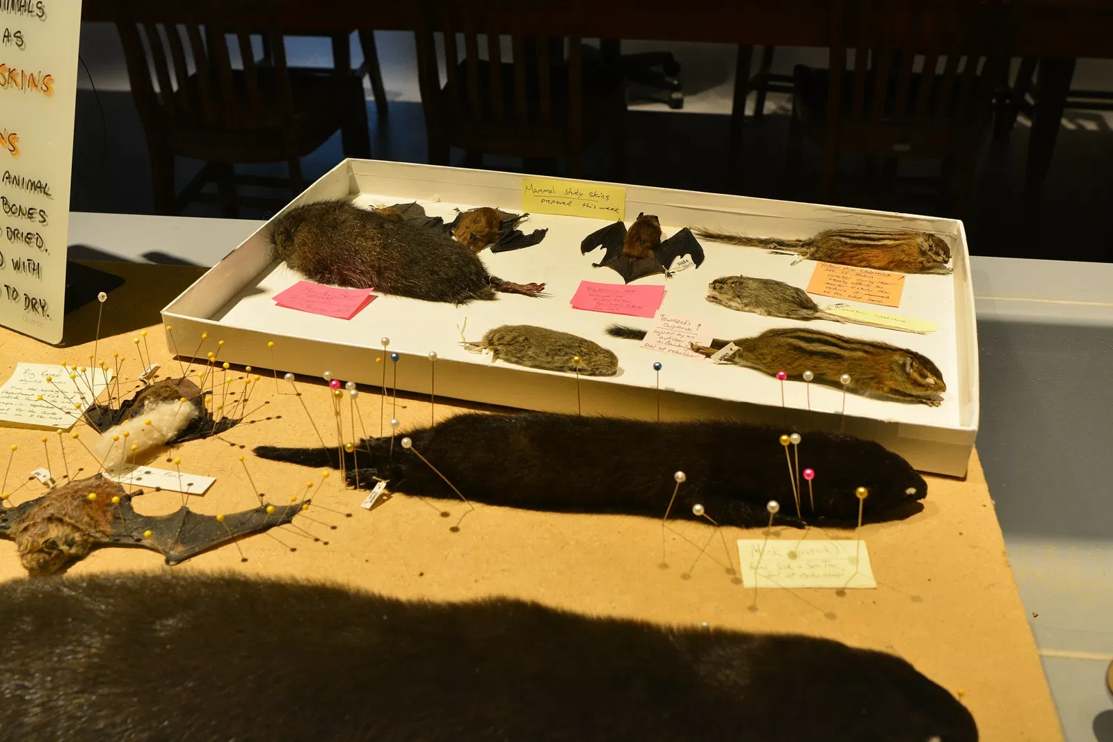 Musée Burke d'histoire naturelle et de culture