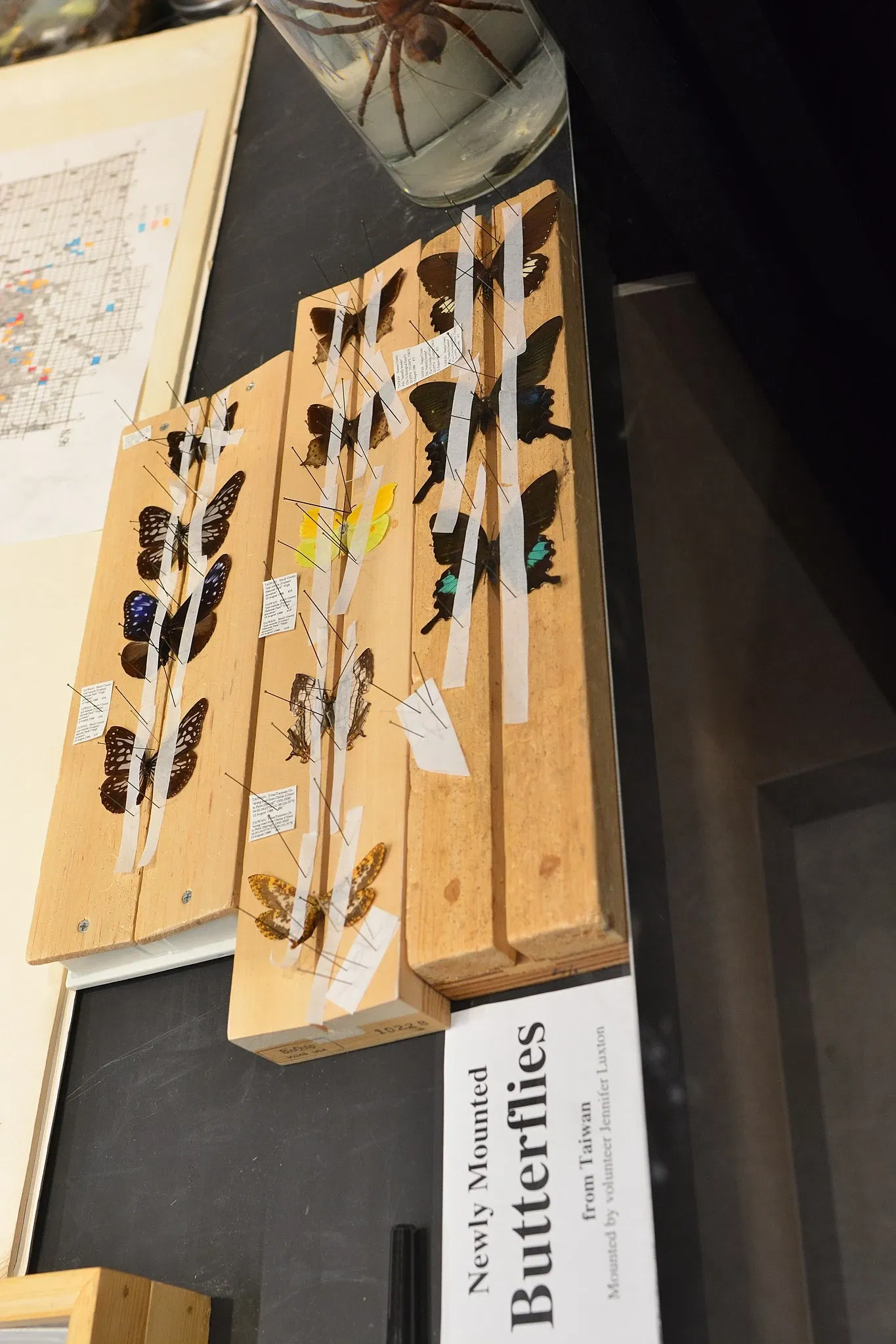 Burke Museum of Natural History and Culture