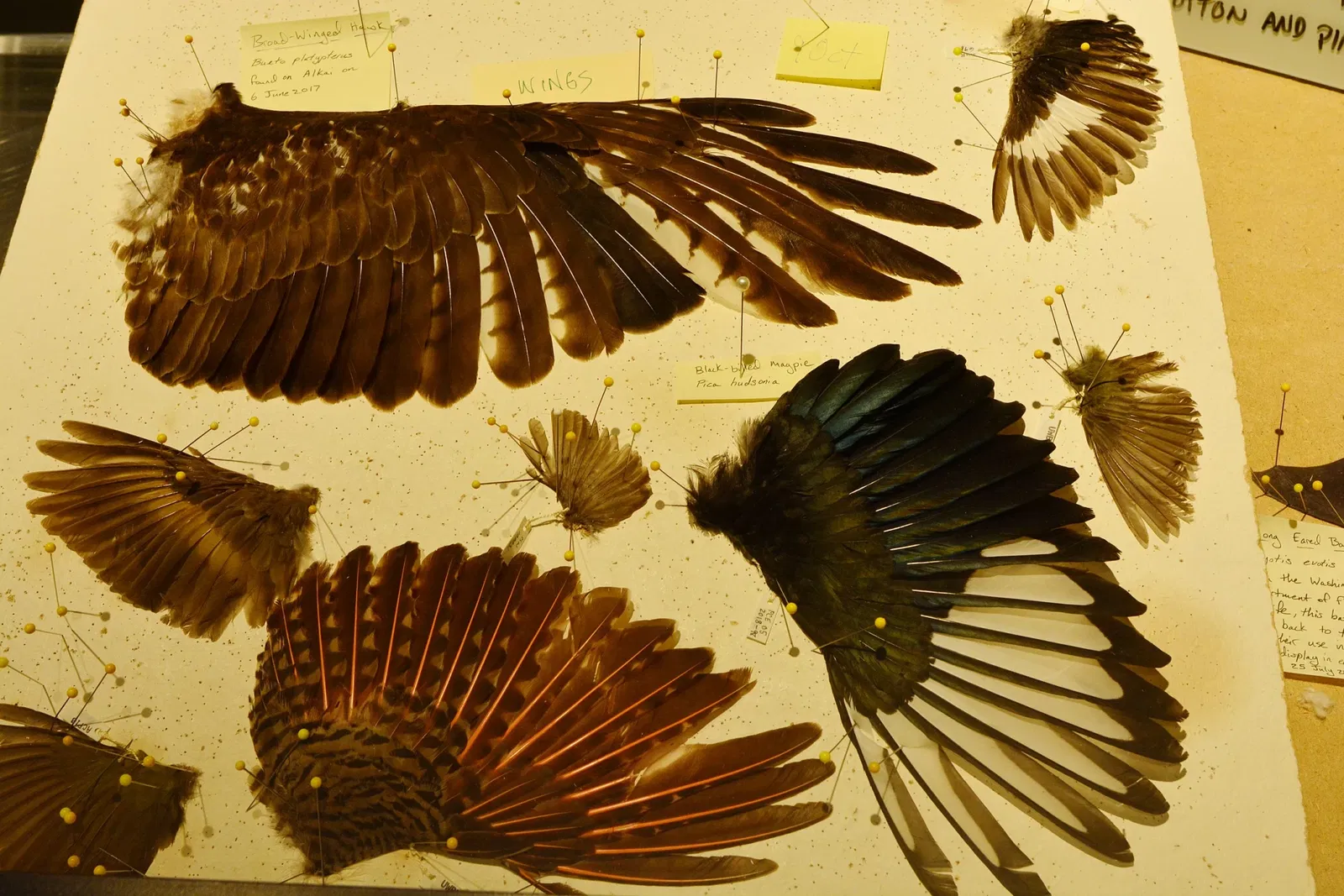 Burke Museum of Natural History and Culture