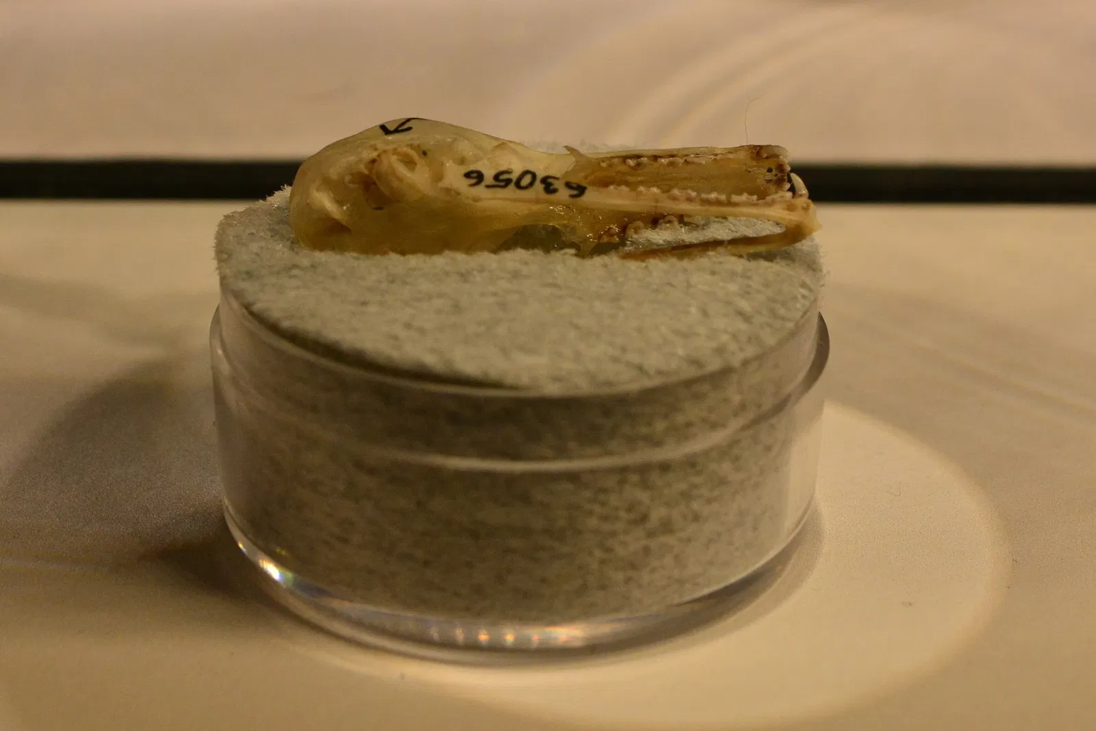 Burke Museum of Natural History and Culture