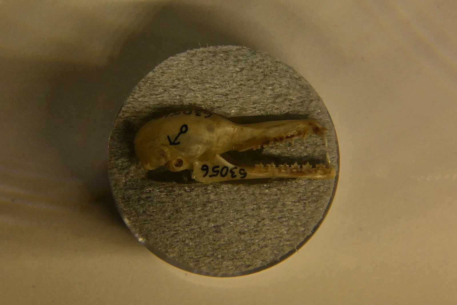 Burke Museum of Natural History and Culture