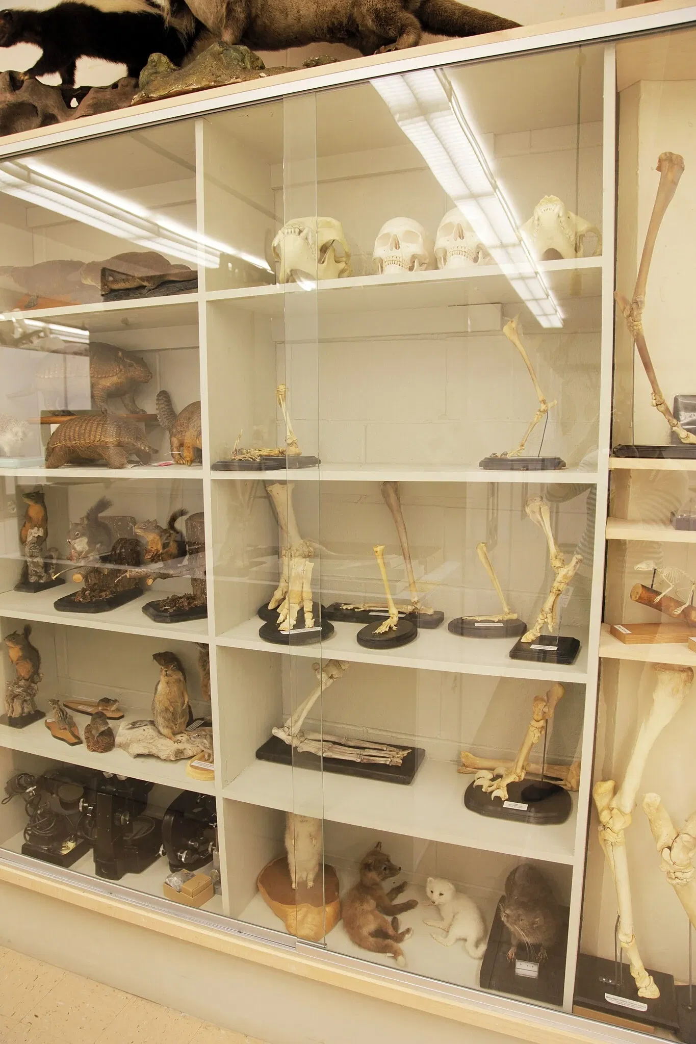 Musée Burke d'histoire naturelle et de culture