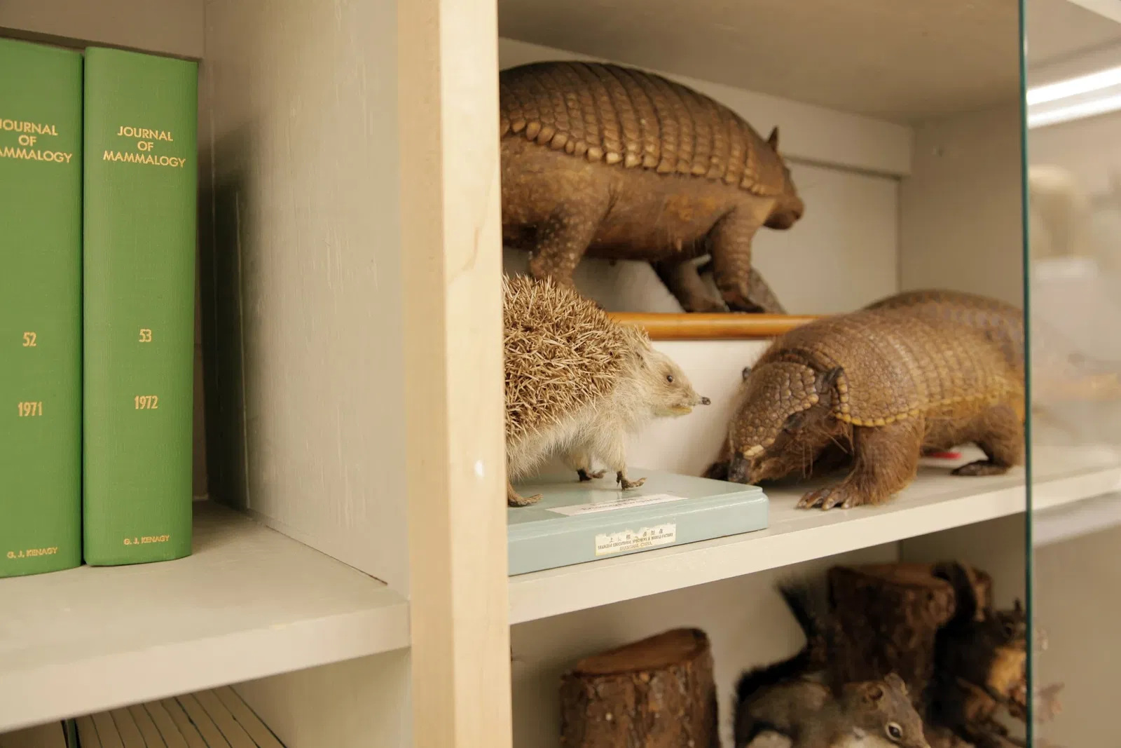 Musée Burke d'histoire naturelle et de culture